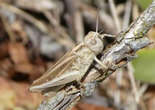 Réf. 239 219 : Chorthippus sp.